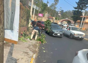 Retira Protección Civil Municipal árbol dañado por camión de carga al bajar el Fortín