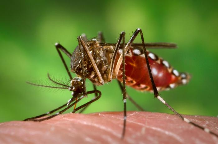 Declara Colombia emergencia por brote de fiebre amarilla
