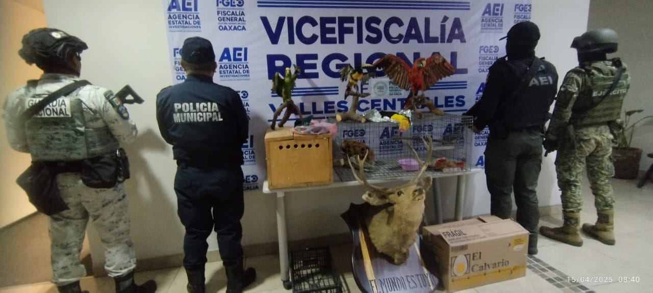 Encabeza FGEO cateo en el que rescatan aves exóticas y aseguran animales disecados en Santa Lucía del Camino