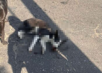 Denuncian a conductor de pipa del Ayuntamiento de Santa Lucía del Camino por atropellar a perrita de forma intencional