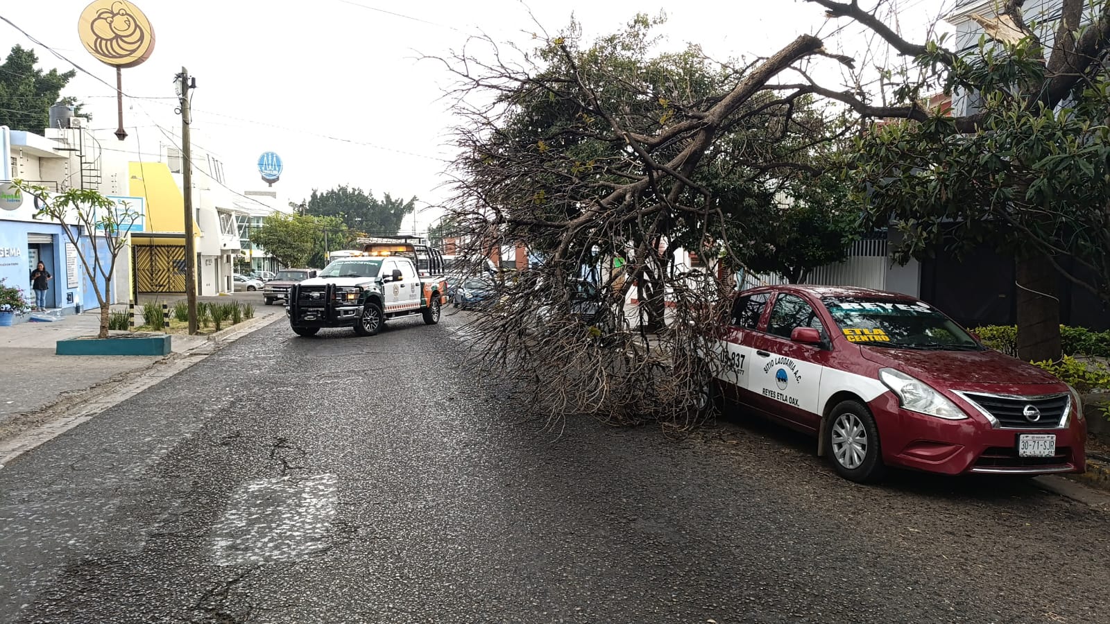 Atienden corporaciones de emergencia caída de árbol en la colonia Reforma