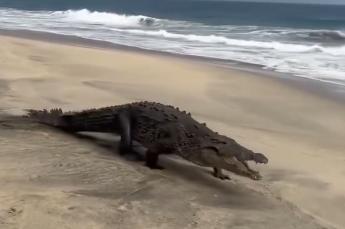 Avistan cocodrilo en Playa Ventanilla, en Santa María Tonameca