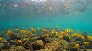Amenazan olas de calor marinas la vida de ecosistemas oceánicos