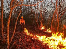 El equipo aéreo no apaga un incendio forestal: Magdalena Coello
