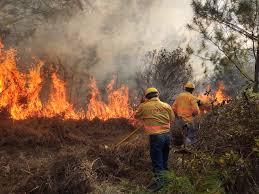 Incendios forestales afectan más de 8 mil hectáreas, además de daños al ecosistema: Coesfo