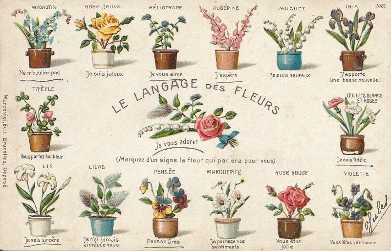 Descifra el lenguaje secreto de las flores y sus colores