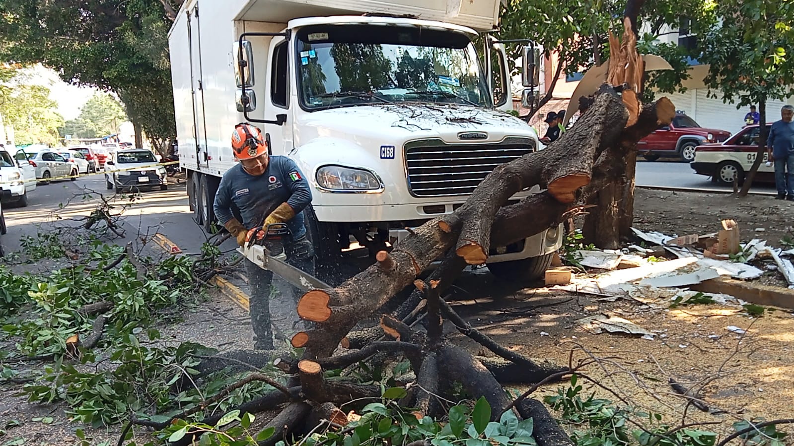 Atiende Protección Civil Municipal Oaxaca de Juárez caída de árbol en Periférico