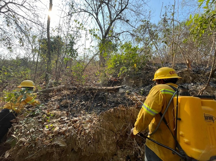 Controla Coesfo incendio forestal en Santa María Cortijo