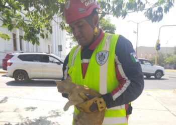 Rescata HCBO a felino atrapado en árbol de pochote en la colonia Reforma