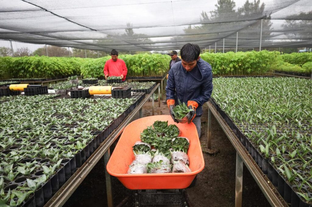 Produce Coesfo agave silvestre para contribuir a la restauración de suelos en Oaxaca
