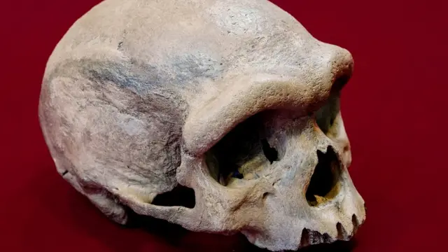 Confirman científicos chinos que el “Hombre Dragón” era un denisovano