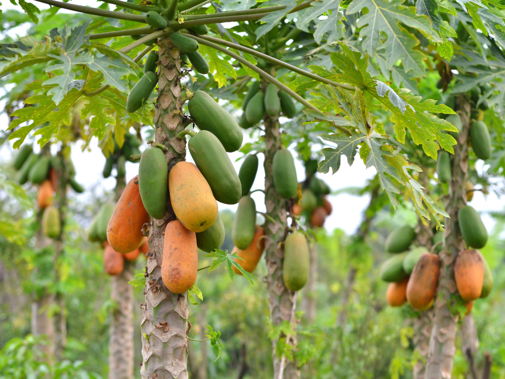 Devasta huracán Erick cosechas de papaya en Oaxaca