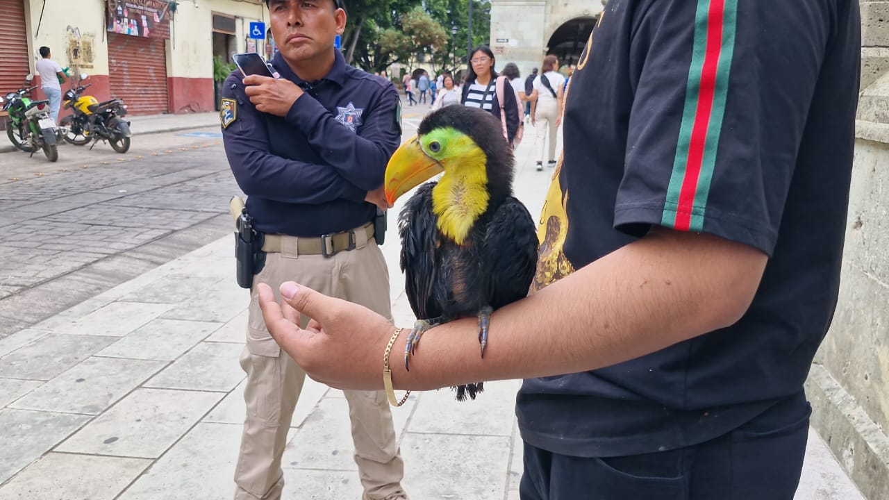 Aseguran a menor de edad con un tucán en el Centro Histórico de Oaxaca
