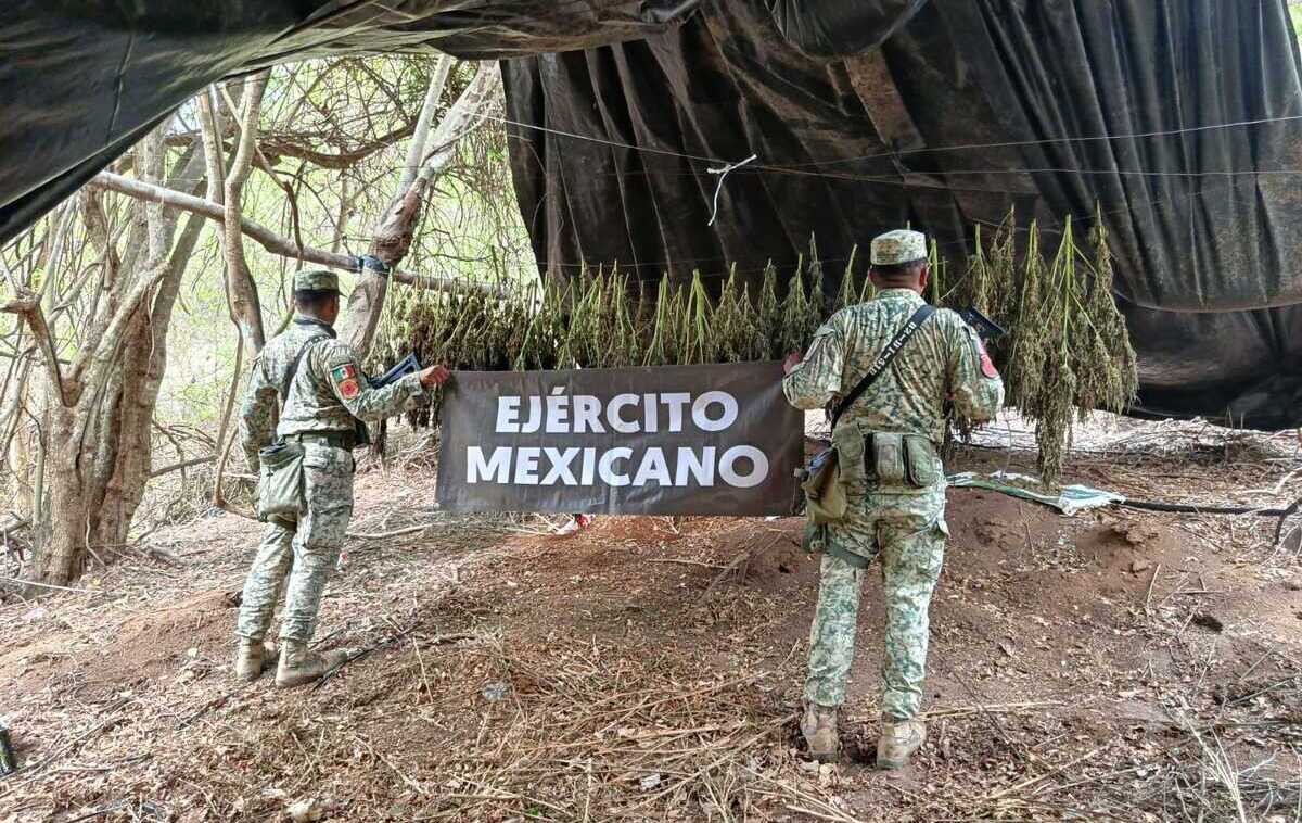 Localizan plantíos de mariguana y detienen a presunto líder criminal en Michoacán