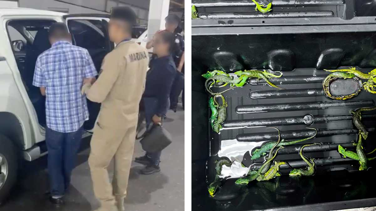 Vinculan hombre por intentar sacar reptiles protegidos rumbo a Japón