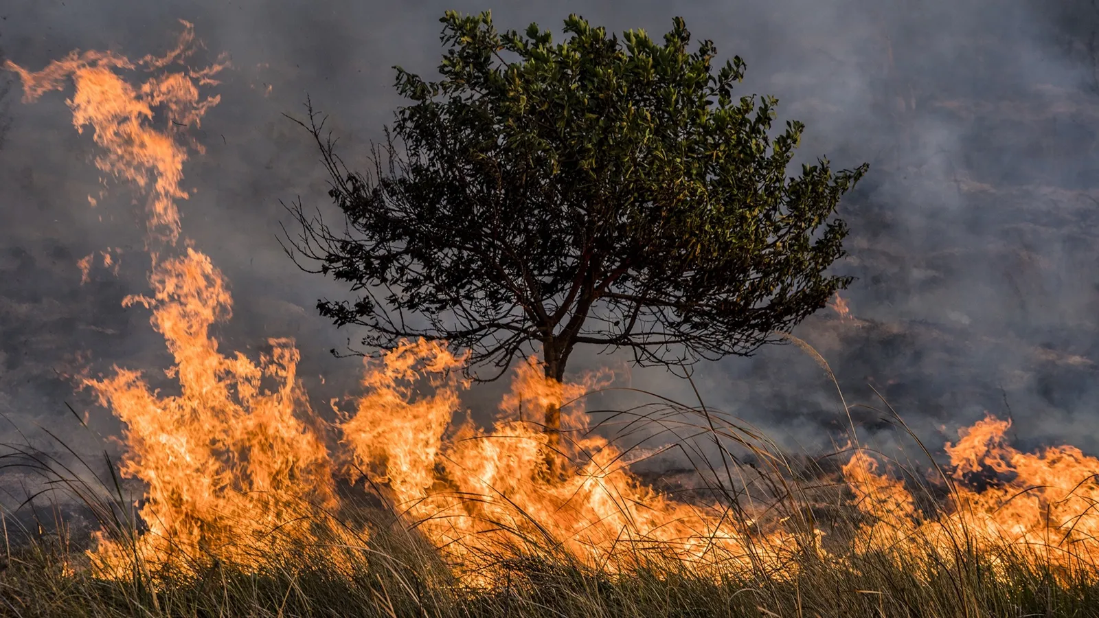 Arrasan incendios bosques mexicanos y colocan al país en top 10 mundial de pérdidas
