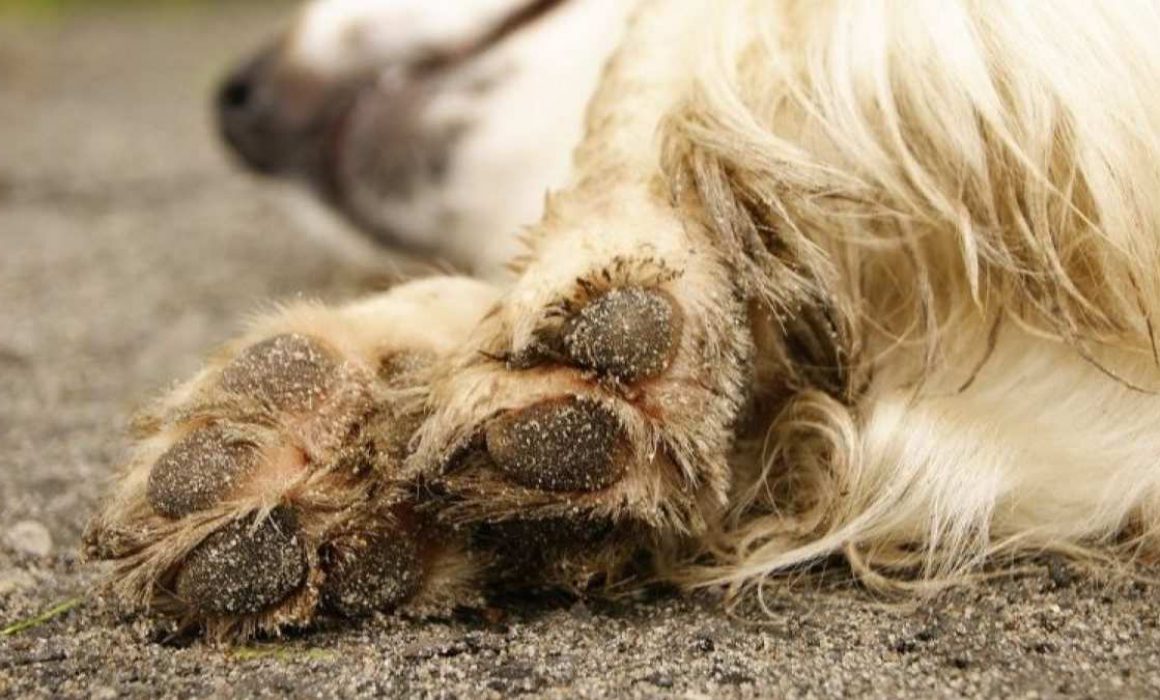 Confirman primer caso de gusano barrenador en perro en Oaxaca