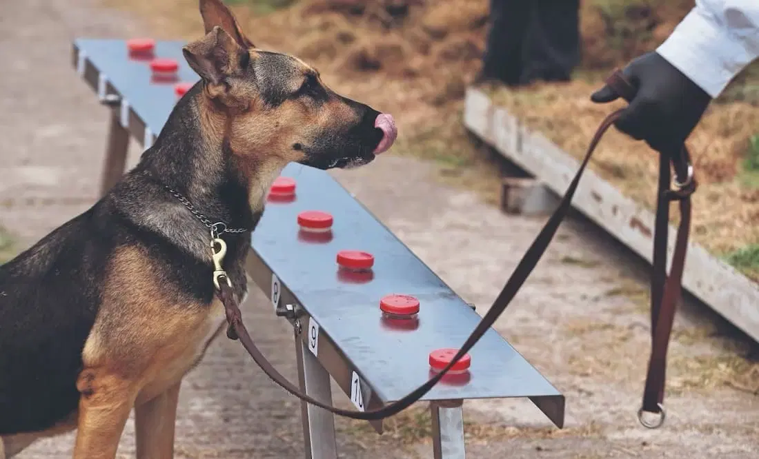 Entrenan perros para detectar gusano barrenador en México