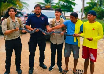 Capturan serpiente Ticuate en playa La Bocana, Huatulco