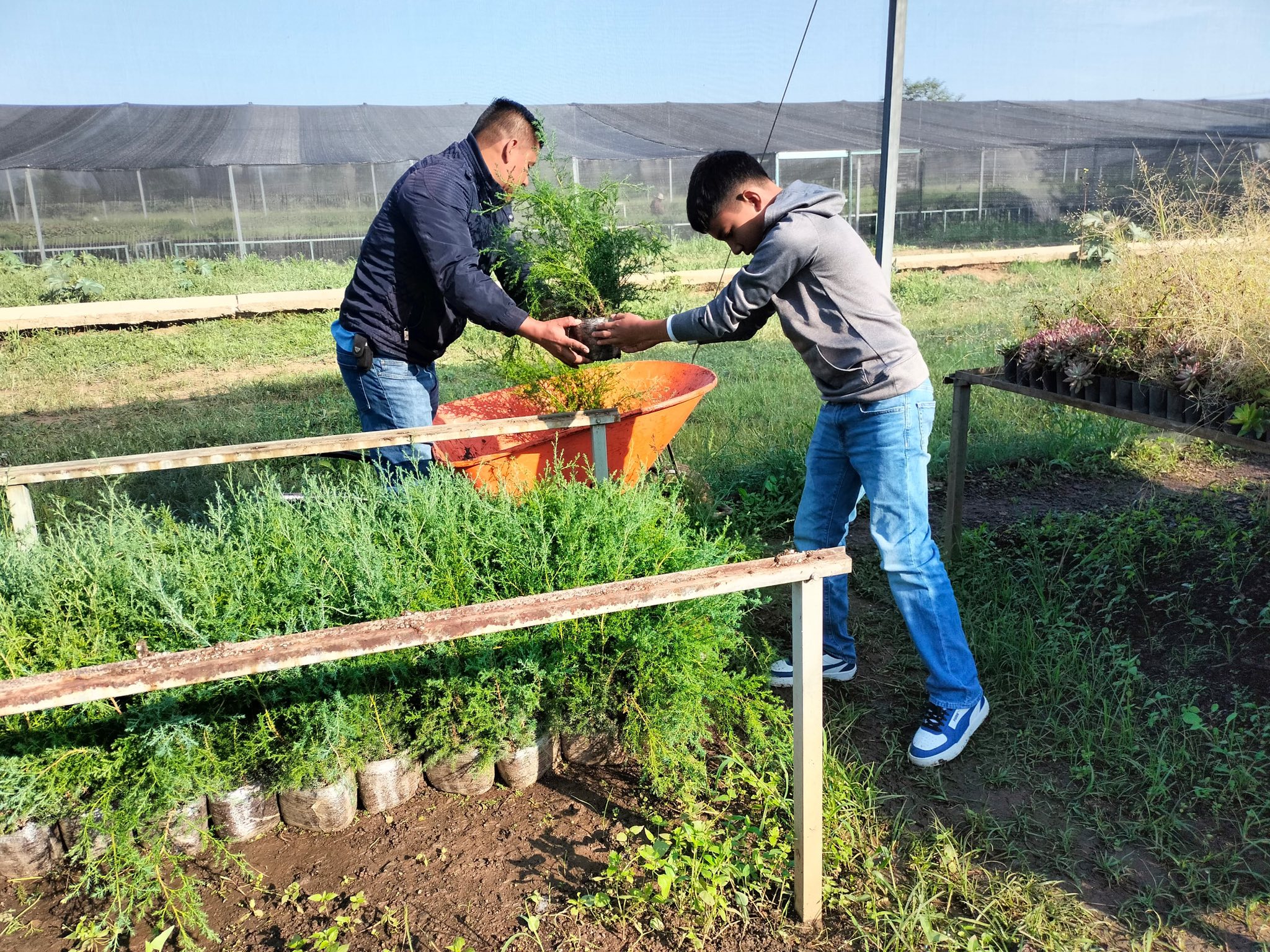 Impulsa COESFO reforestación comunitaria en diversas regiones de Oaxaca