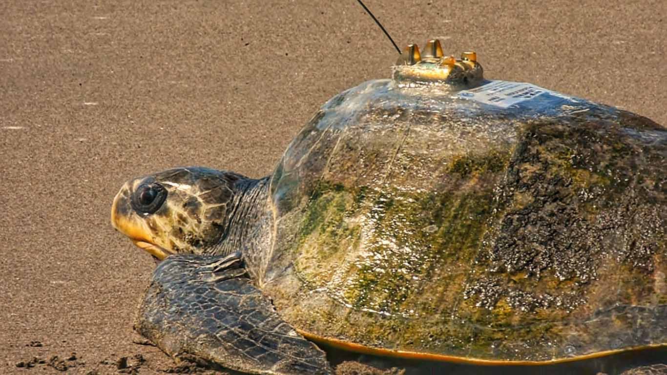 Intensifican autoridades medidas contra el saqueo de tortugas marinas en Yucatán