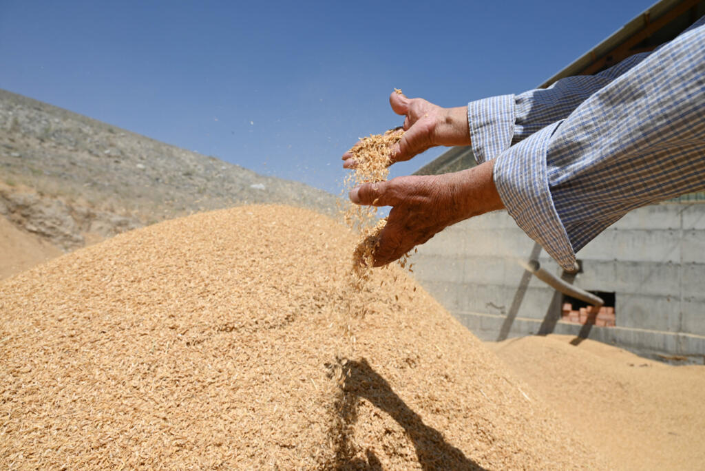 Transforman Kirguises construcción con casas de arroz ecológicas