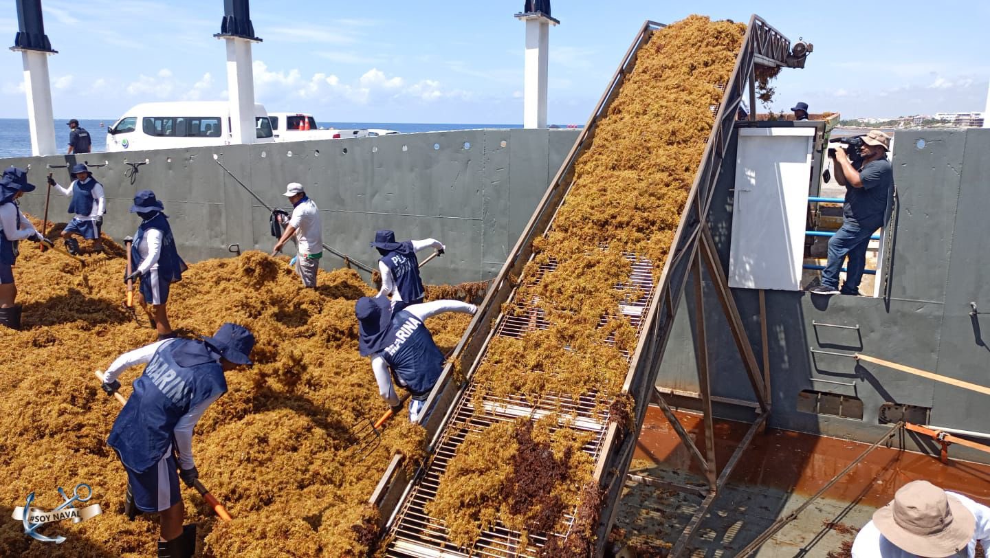 Impulsa Secretaría de Marina esfuerzos contra el sargazo en Quintana Roo