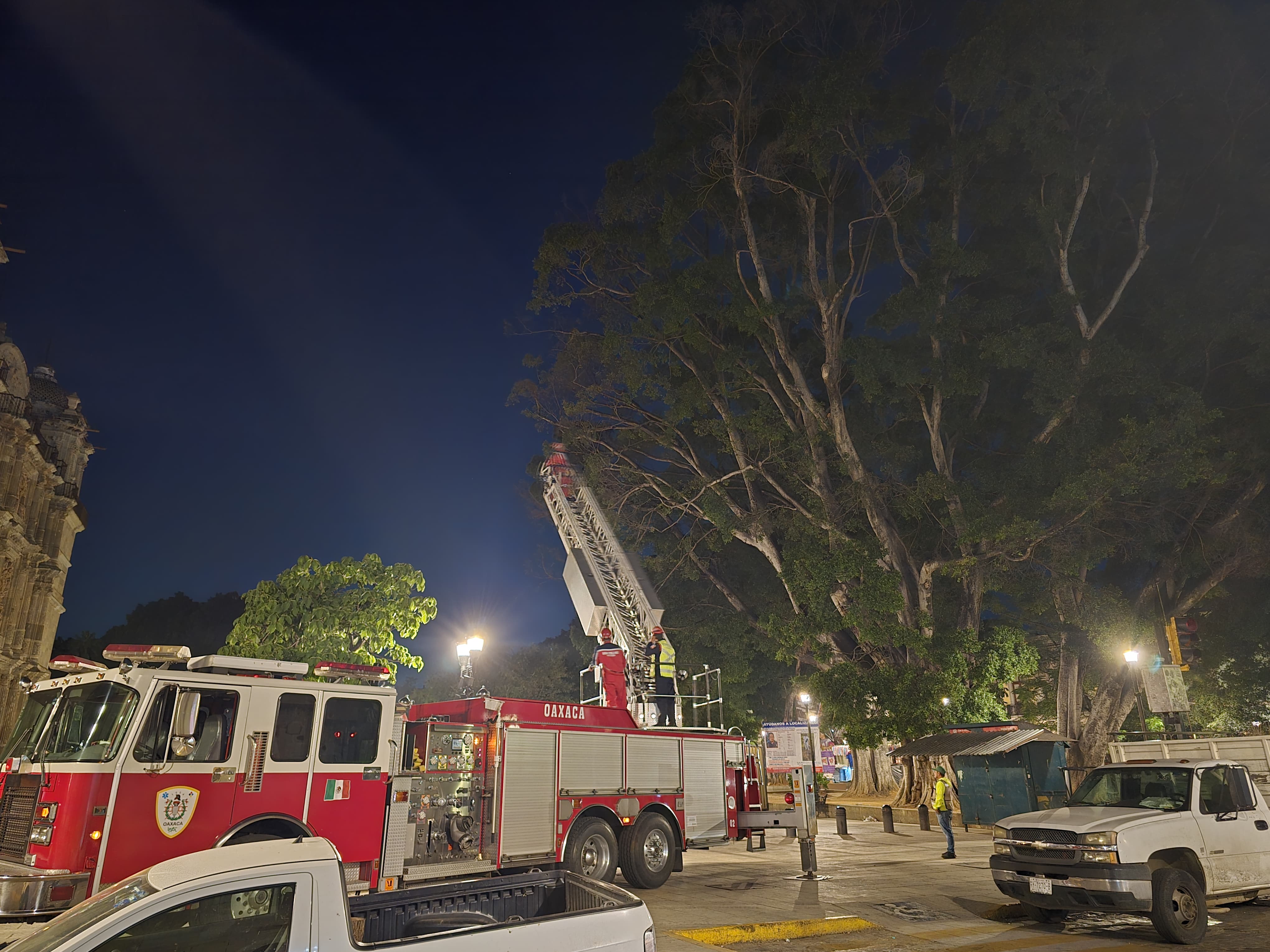 Realiza Bomberos de Oaxaca poda de riesgo y rescatan dron en la Alameda de León