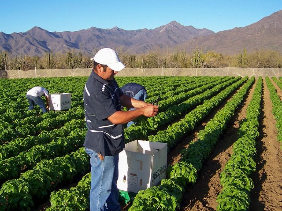 Restaurar el territorio: Nueva política ambiental para México