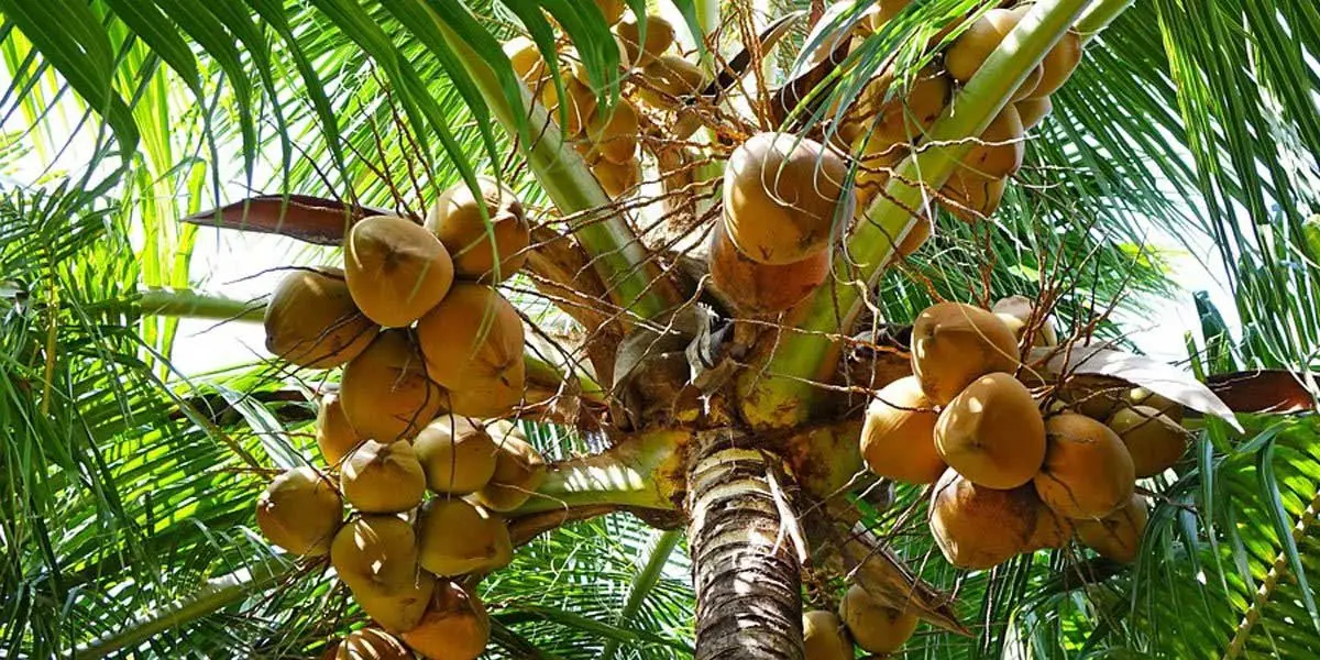 Devastan huracanes sector cocotero en Guerrero