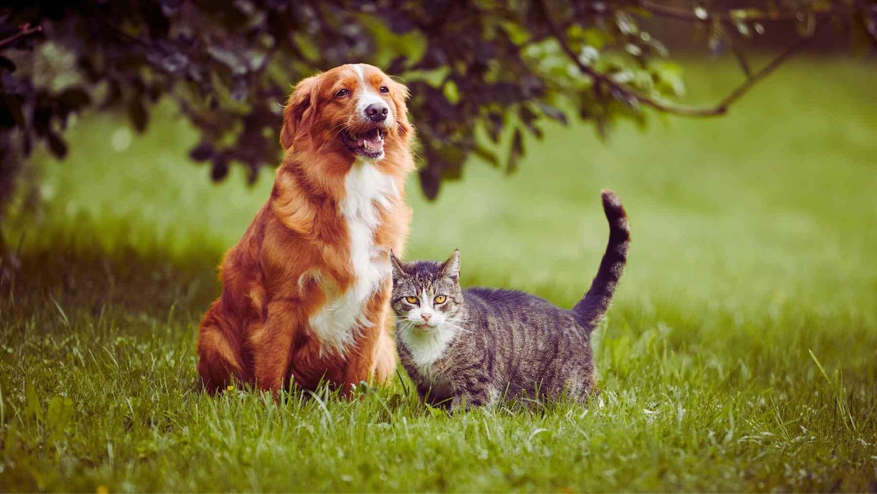 Avanza Europa contra el abandono de mascotas: impulsan chips obligatorios para perros y gatos
