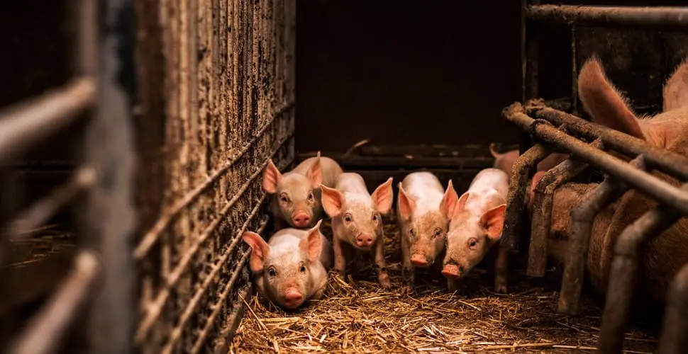 Expone investigación maltrato y contaminación en megagranjas porcícolas mexicanas