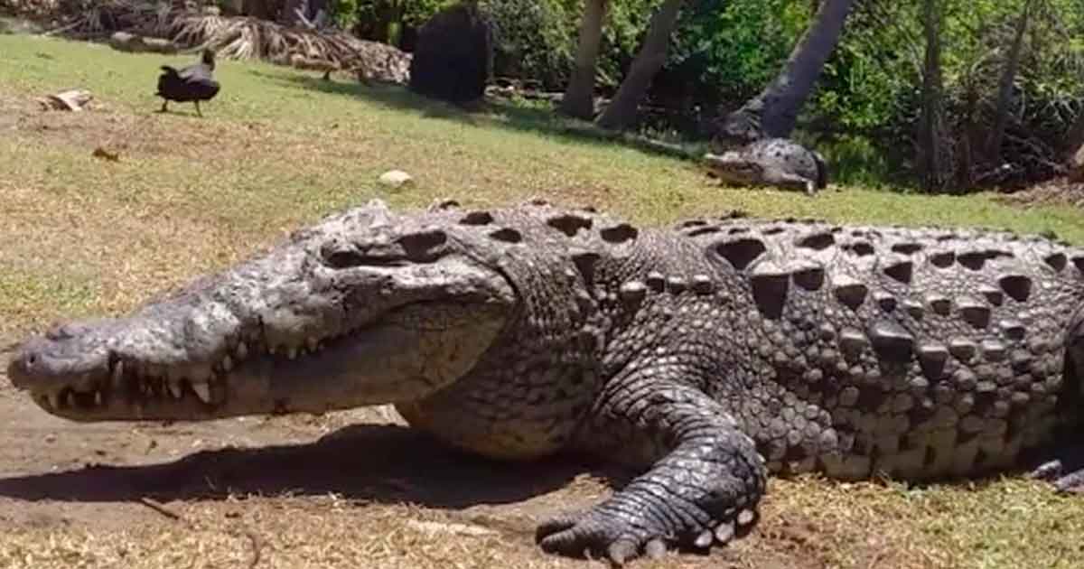 Fallece Lucho, cocodrilo icónico de la Costa de Oaxaca