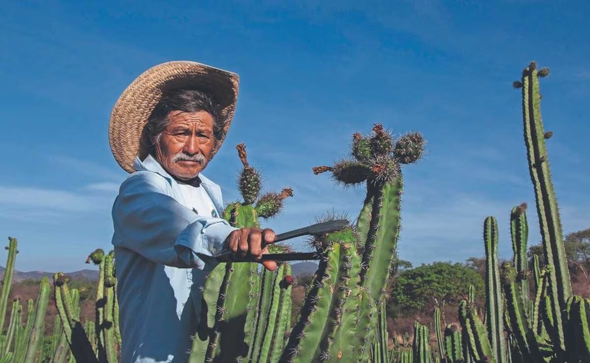 Sembrar pitaya para combatir migración en Oaxaca