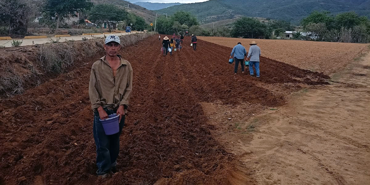 Cae 9.4% el cultivo de maíz en tierras oaxaqueñas