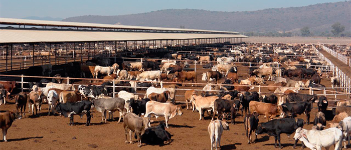 Exigen ganaderos mexicanos suspender importación de ganado centroamericano