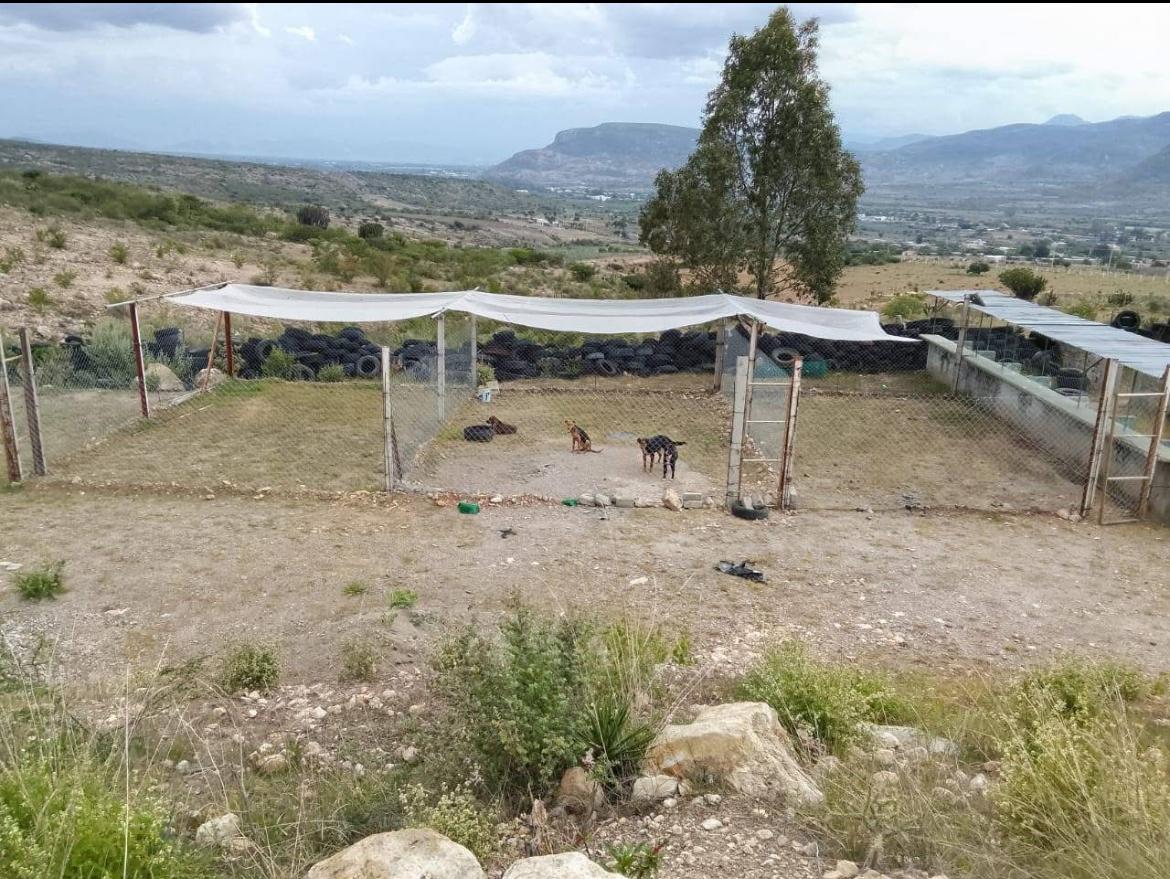 Denuncian al presidente municipal de Mitla por condiciones deplorables en perrera