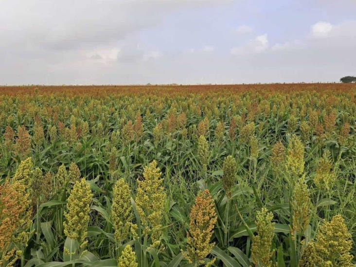 Combaten plagas en Tamaulipas con inversión millonaria
