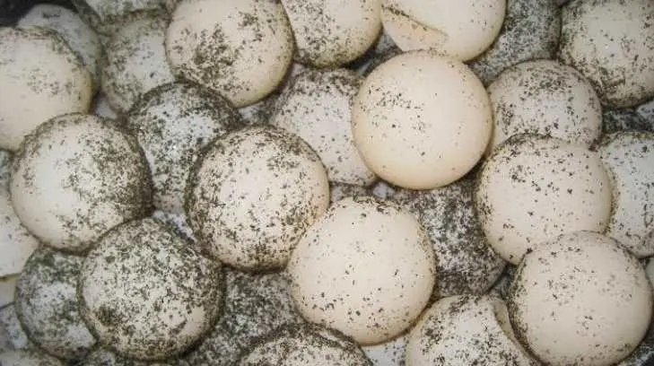 Rescatan autoridades miles de huevos de tortuga golfina en santuario de Oaxaca