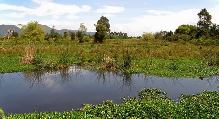Proteger humedales garantiza biodiversidad y resiliencia climática
