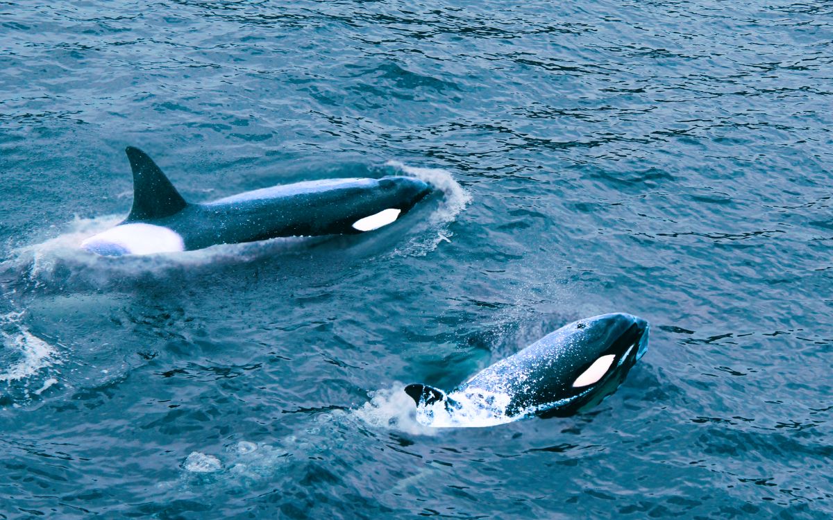 Regula Semarnat nado con orcas en Baja California Sur para proteger especie