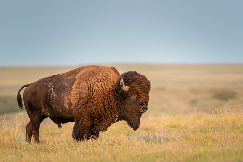 Florecen bisontes en Chihuahua pese a narcotráfico y violencia