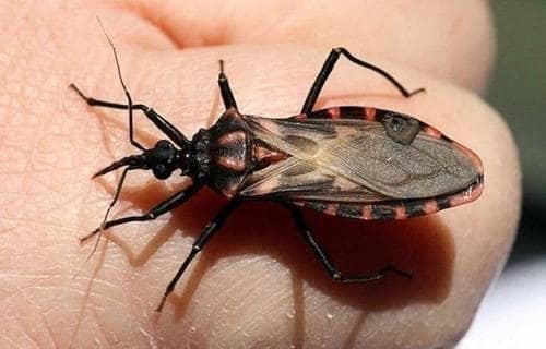 Avanzan chinches besuconas hacia norte de México con riesgo de Chagas