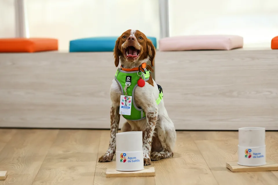 Conoce a ‘Manchas’, el primer perro buscafugas de agua en México