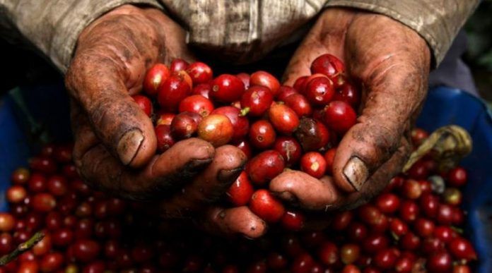 Aumenta el precio del café en la Región Mazateca debido a escasez actual