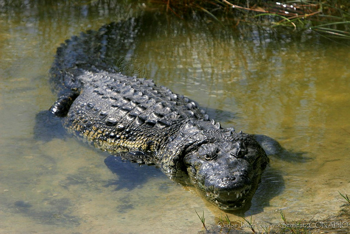 Atiende Protección Civil avistamiento de cocodrilo en Punta Zicatela