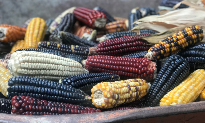 Oaxaca transforma una hierba silvestre en el alimento que define una nación