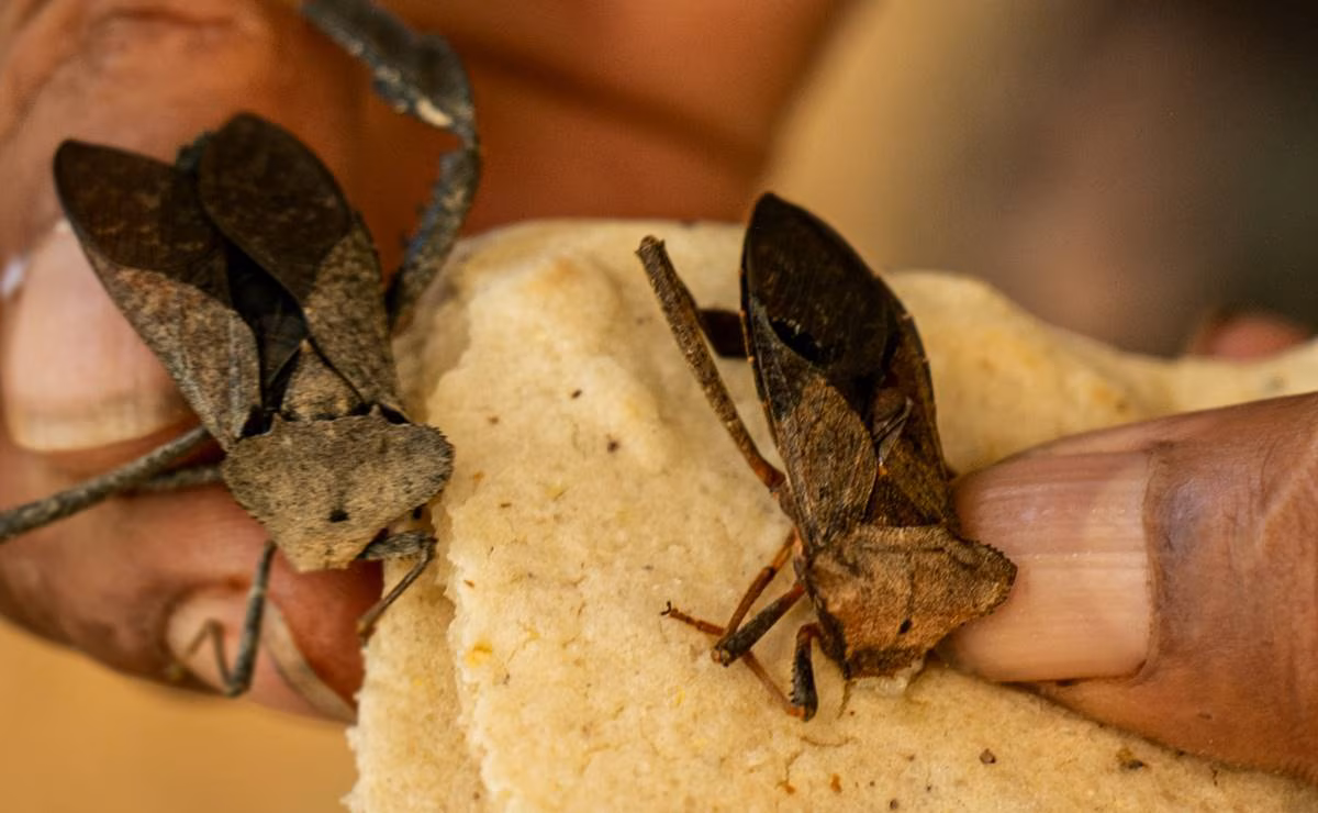 Saborea Oaxaca: La tradición de las chinches de campo en la cocina