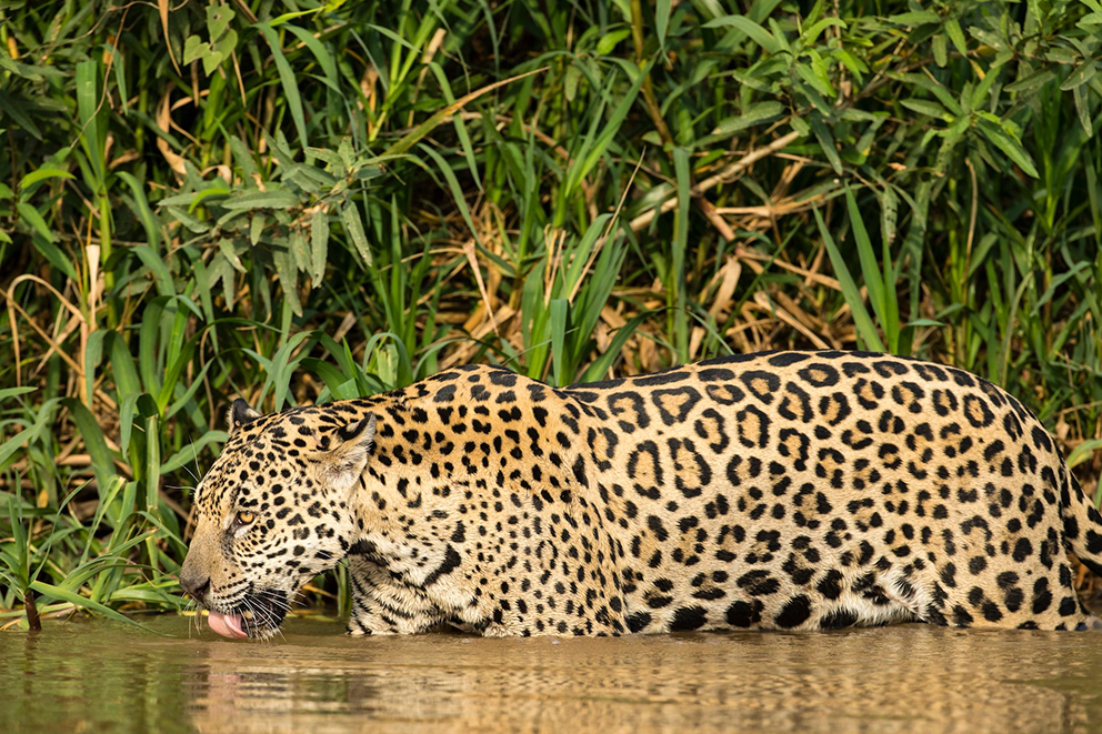 Acuerdan 18 países plan regional para rescatar al jaguar