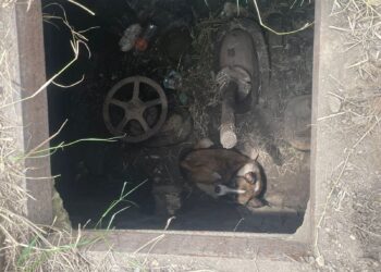 Rescatan Bomberos de Oaxaca a perro atrapado en alcantarilla de San Antonio de la Cal